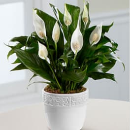 Calming Grace Peace Lily Plant