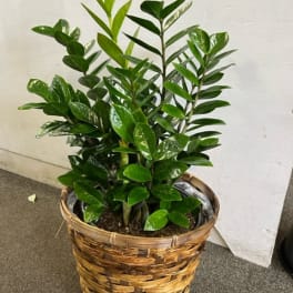 Potted green houseplant in a woven basket planter