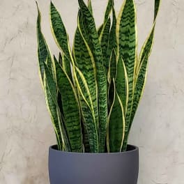 Potted snake plant with tall variegated green leaves in a gray planter