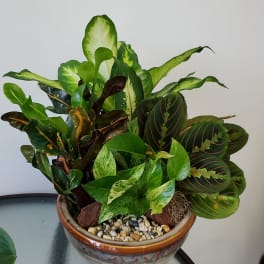 Potted arrangement of assorted green houseplants in a ceramic bowl