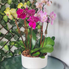 Potted orchids in pink, purple, and yellow in a white planter