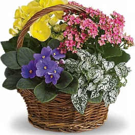 Basket of potted flowering plants in yellow, pink, and purple