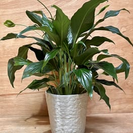 Potted peace lily plant with white blooms in a textured white container