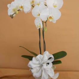 White orchid arrangement in a vase with a large white ribbon bow