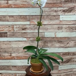 Single Phalaenopsis Orchid