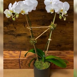 White orchid plant in a black pot with moss