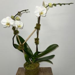 White orchids in a glass pot with moss and pebbles