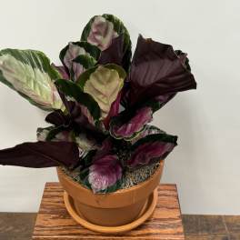 Potted houseplant with large green and burgundy patterned leaves in a terracotta pot