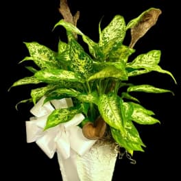 Potted green variegated plant with a white bow