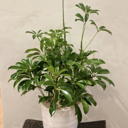 Potted green houseplant in a white ceramic pot