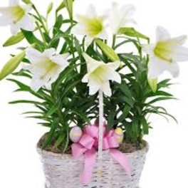 Potted white lilies in a white wicker basket with a pink bow and pastel eggs.