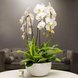 White orchids in a white bowl planter on a table