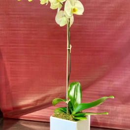 White orchid plant in a square white pot