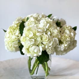White hydrangea bouquet in a clear glass vase