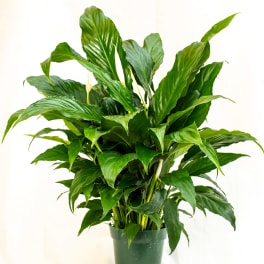 Potted peace lily plant with glossy green leaves and white blooms