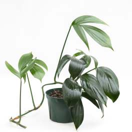 Potted green houseplant with long trailing stems and broad leaves