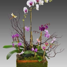 Tall arrangement of white and purple orchids in a moss-covered wooden planter with bamboo stakes