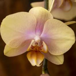 Close-up of a pale pink and yellow orchid bloom