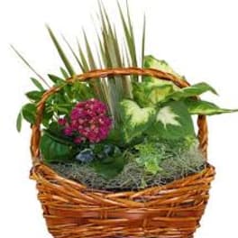 Wicker basket arrangement with pink flowers and assorted green plants