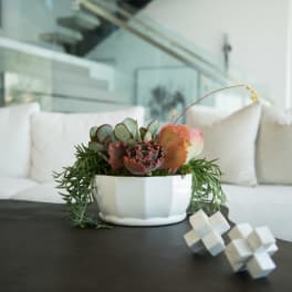 Succulent arrangement in a white ceramic bowl on a table