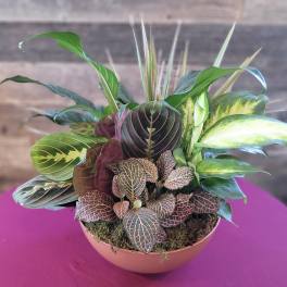 Mixed houseplant garden with patterned foliage in a round terracotta bowl