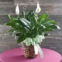 Potted peace lily in a woven basket with a pale ribbon