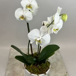 White orchid plant in a white pot with moss