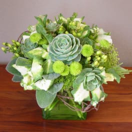 Green succulent arrangement in a square glass vase