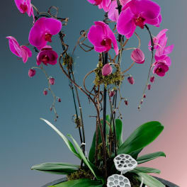 Triple Orchid Plant