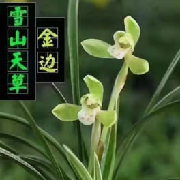 Two pale green orchid blooms with long narrow leaves