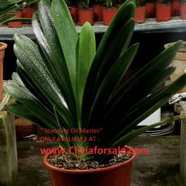 Potted clivia plant with broad dark green leaves