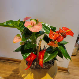 Potted anthurium arrangement with pink and red blooms