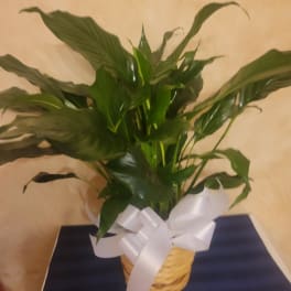 Potted green plant in a woven basket with a white ribbon bow