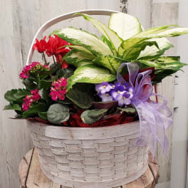 Basket arrangement with red cyclamen, pink blooms, and purple ribbon