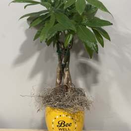 Potted green plant in a yellow Bee Well Soon container