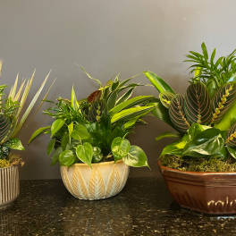 Three potted tropical plant arrangements in decorative containers