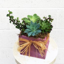 Succulent arrangement in a purple box tied with raffia