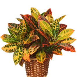 Potted croton plant in a woven basket
