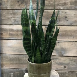 Potted snake plant in a textured metal planter