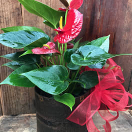 Potted anthurium plant with red blooms and a red ribbon