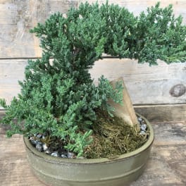 Potted bonsai-style evergreen plant in a shallow ceramic container