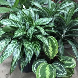 Cluster of assorted green potted tropical houseplants
