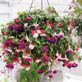 Hanging basket of pink, purple, and white fuchsia flowers