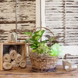 Basket planter with assorted green houseplants and a ribbon bow