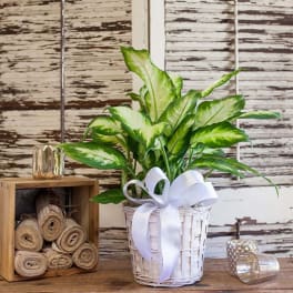 Potted variegated green plant in a white basket with a ribbon