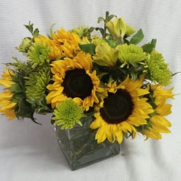 Sunflower and green chrysanthemum arrangement in a square glass vase