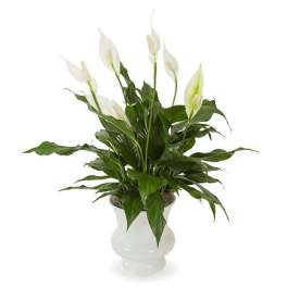 White peace lilies in a white vase