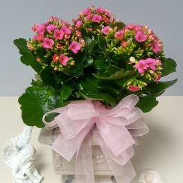 Pink flowering plant in a decorative pot with a pale ribbon bow