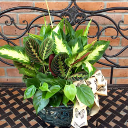 Potted green houseplant arrangement with a decorative ribbon