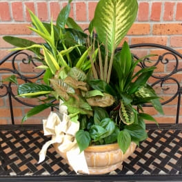 Mixed green houseplants arranged in a ceramic bowl with a white ribbon
